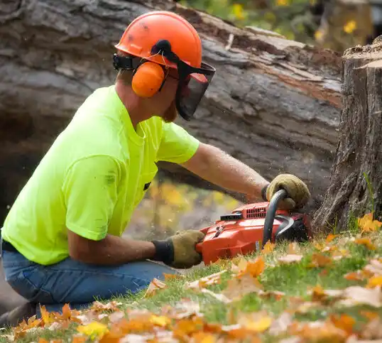 tree services Manitou Beach-Devils Lake